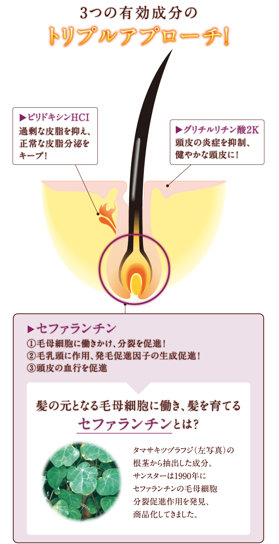 3つの有効成分のトリプルアプローチ！