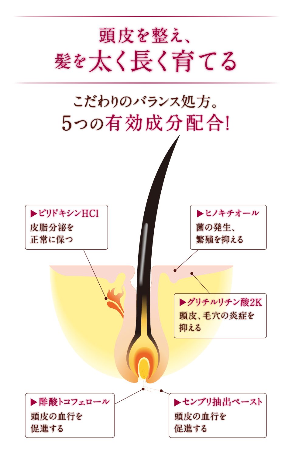 こだわりのバランス処方。5つの有効成分配合！