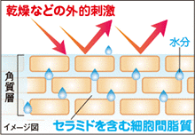 ご存知ですか？肌のセラミドは年齢とともに減少！